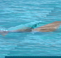 Snubfin Dolphin Eco Cruise from Broome - Pubs Perth