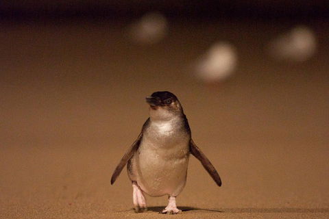 Phillip Island Medium Size Group Tour - Pubs Perth 4
