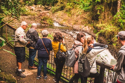 Full-day Springbrook National Park Tour From The Gold Coast - Pubs Perth 0