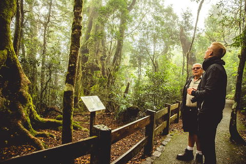 Full-day Springbrook National Park Tour From The Gold Coast - Pubs Perth 1