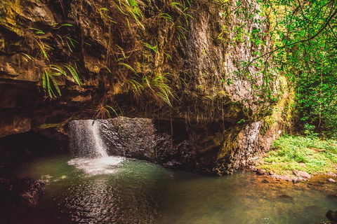 Full-day Springbrook National Park Tour From The Gold Coast - Pubs Perth 4