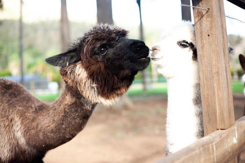 O'Reilly's & Lamington National Park Incl. Alpaca Farm + Vineyard - Pubs Perth 4