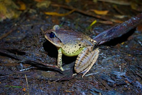 Glow Worms Private Tour - Nocturnal Rainforest Walk - Pubs Perth 0