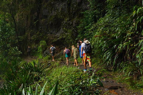 Glow Worms Private Tour - Nocturnal Rainforest Walk - Pubs Perth 1