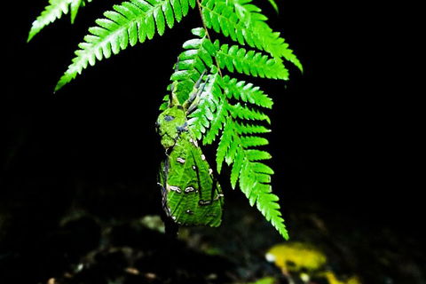 Glow Worms Private Tour - Nocturnal Rainforest Walk - Pubs Perth 2