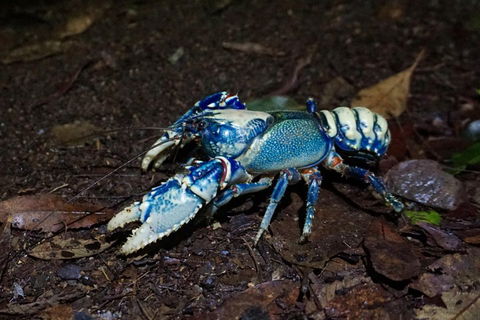 Glow Worms Private Tour - Nocturnal Rainforest Walk - Pubs Perth 4