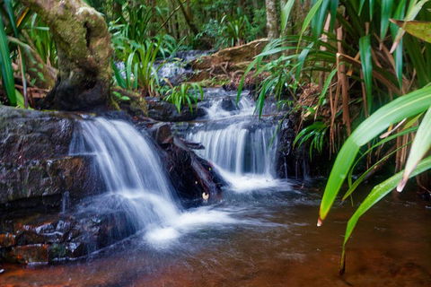 Glow Worms Private Tour - Nocturnal Rainforest Walk - Pubs Perth 5
