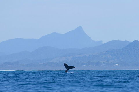 The Byron Bay Sea Kayak Tour - Pubs Perth 0