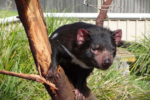 6-Day Tasmania Small-Group Guided Tour With Gourmet Food - Pubs Perth 1
