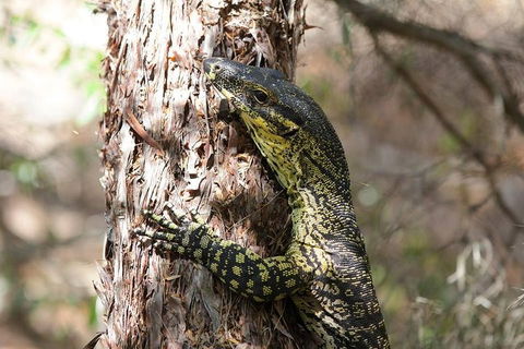Byron Bay Hinterland Tour Including Rainforest Walk To Minyon Falls - Pubs Perth 1