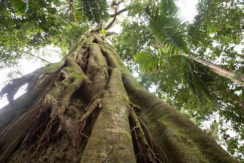 Byron Bay Hinterland Tour Including Rainforest Walk To Minyon Falls - Pubs Perth 2