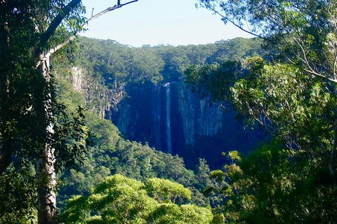 Byron Bay Hinterland Tour Including Rainforest Walk To Minyon Falls - Pubs Perth 4