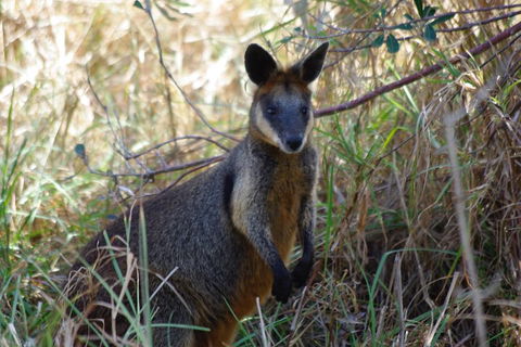 Byron Bay Combo: Hinterland Tour Including Minyon Falls And Kayaking With Dolphins - Pubs Perth 2