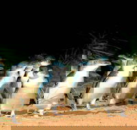 Phillip Island Penguins Private Tour - Pubs Perth