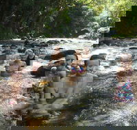Daintree Rainforest Cape Tribulation Mossman Gorge Small-Group Day Tour - Pubs Perth
