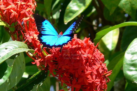 Daintree Rainforest, Cape Tribulation, Mossman Gorge Small-Group Day Tour - Pubs Perth 2