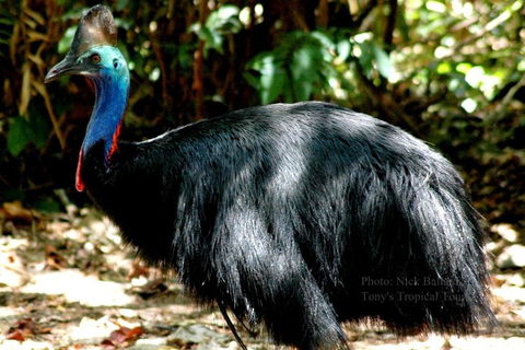 Daintree Rainforest, Cape Tribulation, Mossman Gorge Small-Group Day Tour - Pubs Perth 3