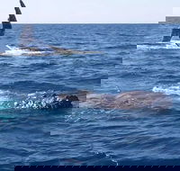 Noosa Whale Watching - Pubs Perth