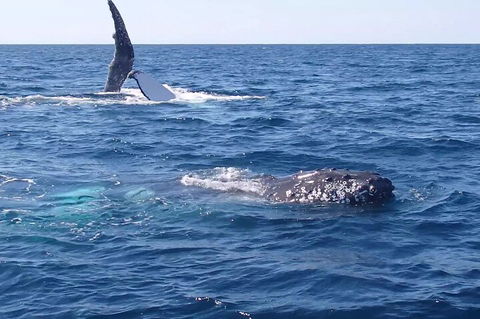 Noosa Whale Watching - Pubs Perth 0