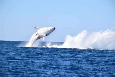 Noosa Whale Watching - Pubs Perth 1