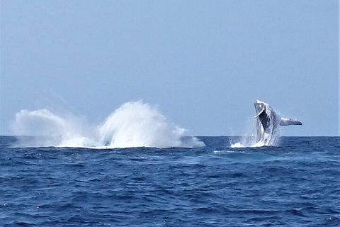 Noosa Whale Watching - Pubs Perth 2