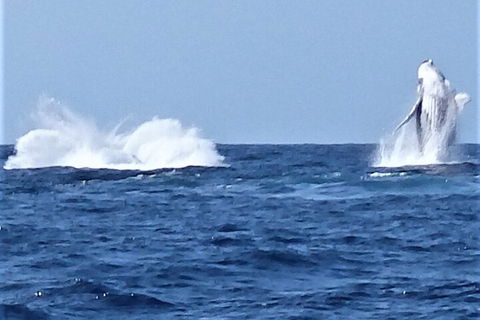 Noosa Whale Watching - Pubs Perth 3