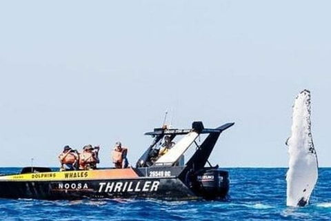 Noosa Whale Watching - Pubs Perth 4