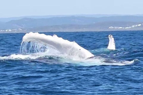 Noosa Whale Watching - Pubs Perth 5