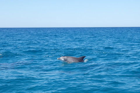 Noosa Wild Dolphin Safari - Pubs Perth 1