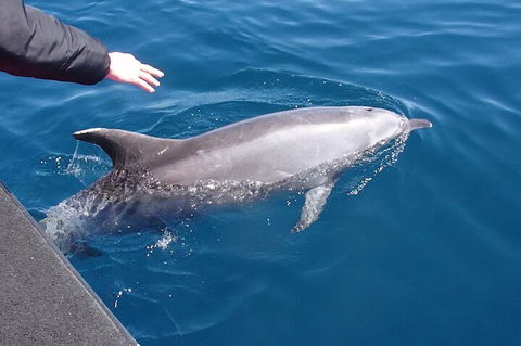 Noosa Wild Dolphin Safari - Pubs Perth 2