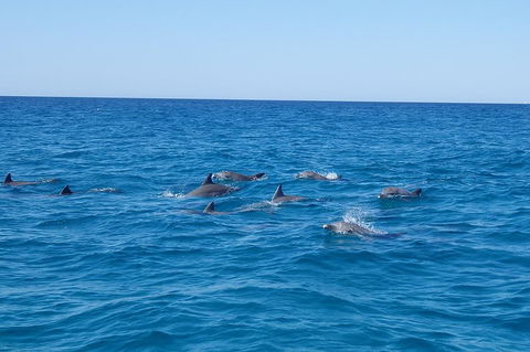 Noosa Wild Dolphin Safari - Pubs Perth 3