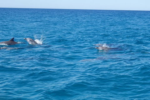 Noosa Wild Dolphin Safari - Pubs Perth 4