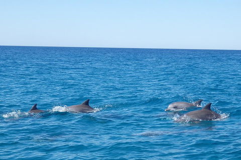 Noosa Wild Dolphin Safari - Pubs Perth 5