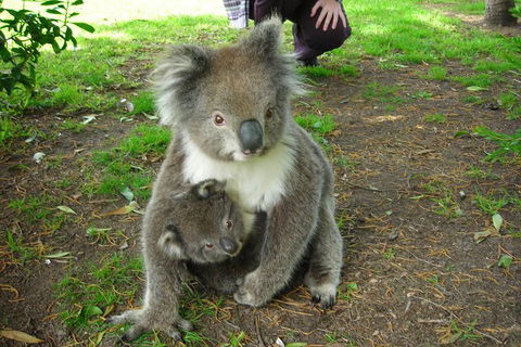 3-Day Private Adelaide To Melbourne Tour - Pubs Perth 5