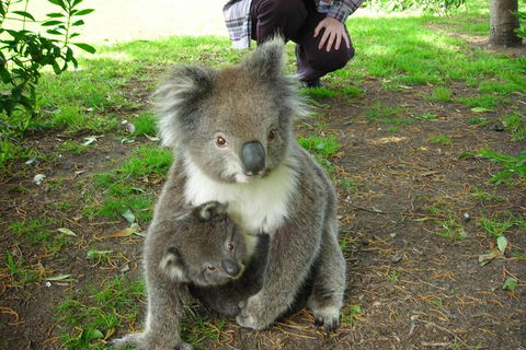 3-Day Adelaide To Melbourne Tour Including The Great Ocean Road - Pubs Perth 3