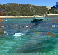 All Inclusive Dolphin and Tangalooma Wrecks Cruise - Pubs Perth