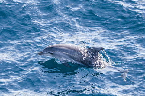 All Inclusive Dolphin And Tangalooma Wrecks Cruise - Pubs Perth 1