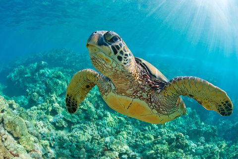 All Inclusive Tangalooma Wrecks Cruise Tour From Gold Coast - Pubs Perth 4