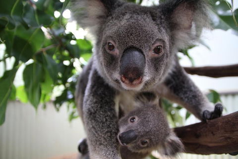 Kuranda Day Tour, TKS-RFS GRAND GOLD PLUS 0930 - Pubs Perth 1