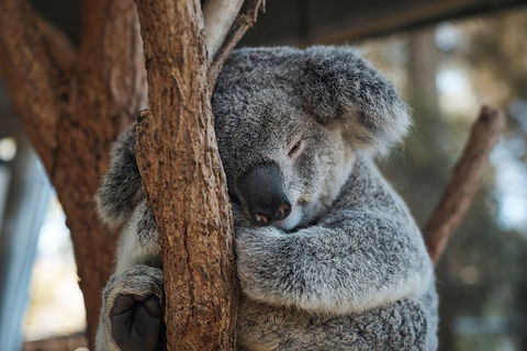 Sydney Taronga Zoo General Entry Ticket - Pubs Perth 3