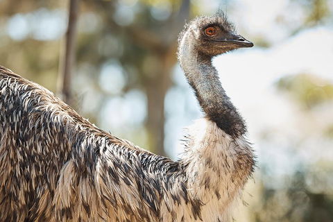 Sydney Taronga Zoo General Entry Ticket - Pubs Perth 4