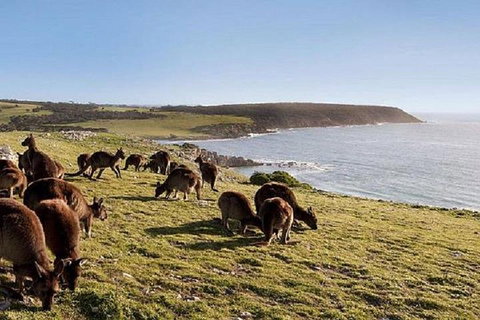 Kangaroo Island Personal Group Tours - Pubs Perth 0