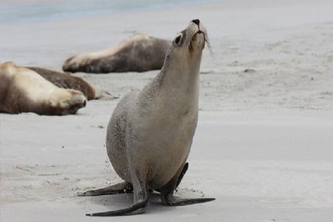 Kangaroo Island Personal Group Tours - Pubs Perth 4