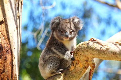 LGBT+ Friendly 2 Day Private Tour Great Ocean Road + Phillip Island - Pubs Perth 1