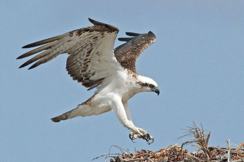 Shipwreck Special Nature Tour/Half Day Tour - Pubs Perth 4