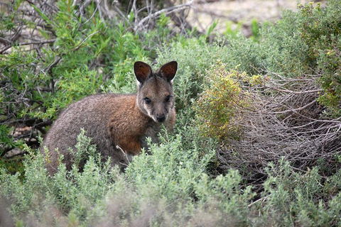 Pink Lake + Abrolhos Islands Nature Tour - Pubs Perth 1