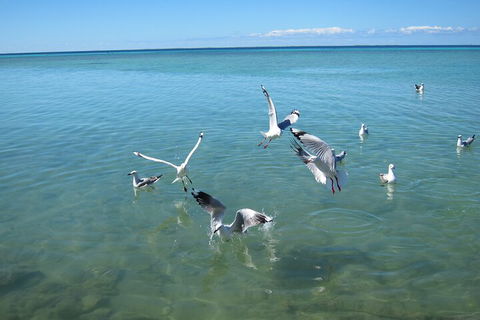 Pink Lake + Abrolhos Islands Nature Tour - Pubs Perth 5