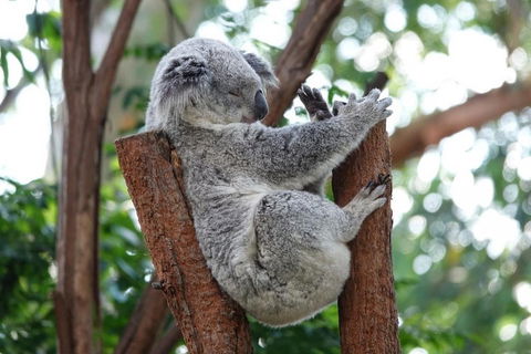 Small-Group Blue Mountains Tour With A Local Guide - Pubs Perth 2