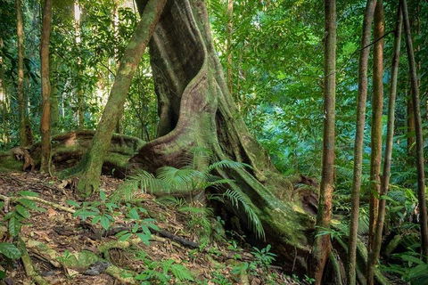 Private Daintree Mossman Gorge Exclusive Nature And Wildlife Focus - Pubs Perth 0