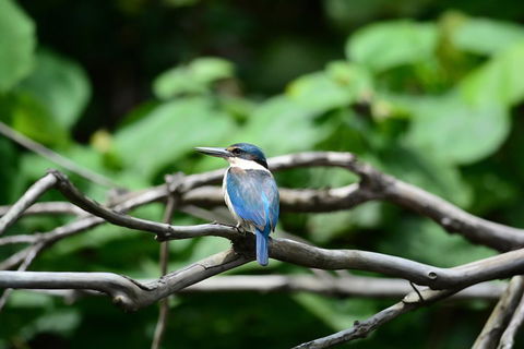 Private Daintree Mossman Gorge Exclusive Nature And Wildlife Focus - Pubs Perth 1